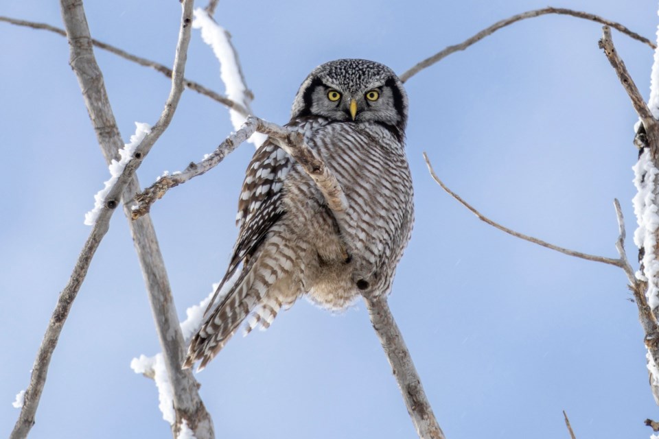 okotoks-rare-owl-north-2025